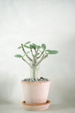Adenium ansu "mini baobab"