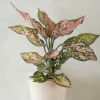Aglaonema Spotted star, medium