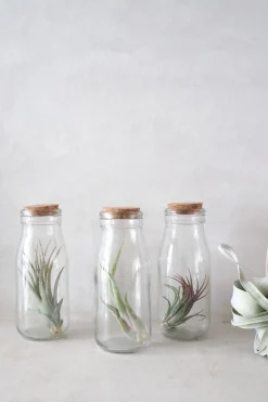 Air plant i glas