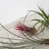 Air plants