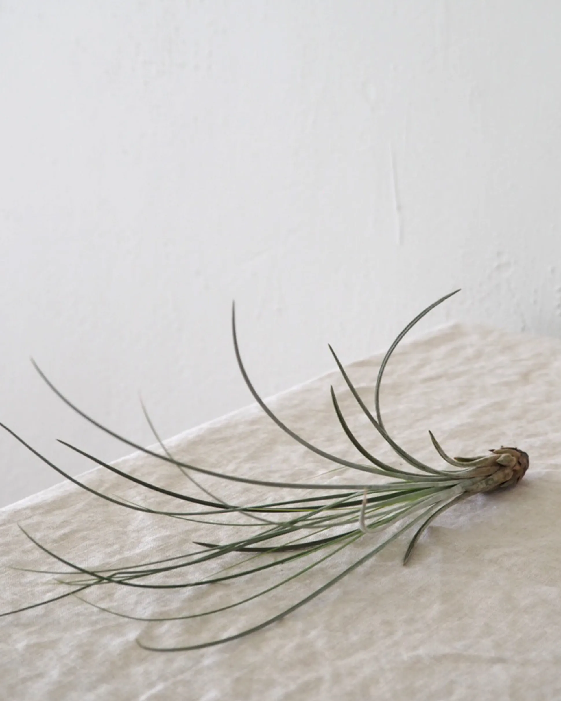 Air plants