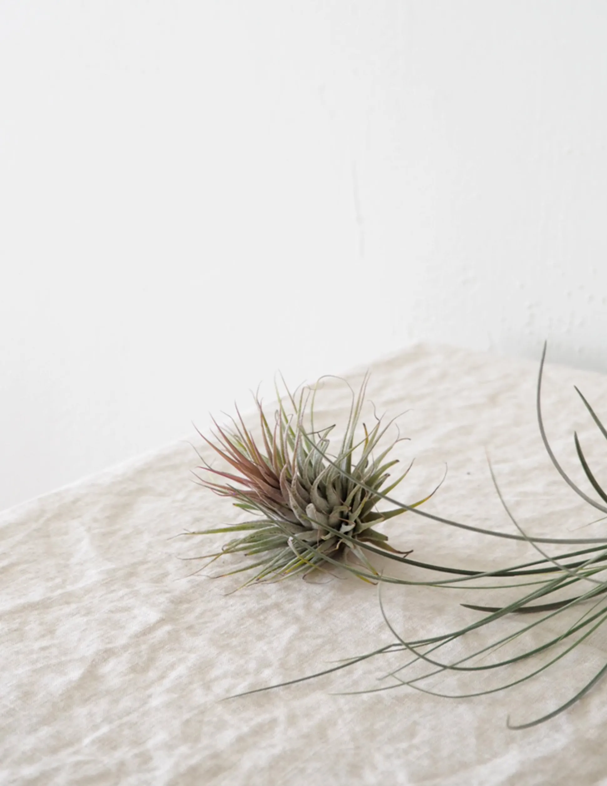 Air plants