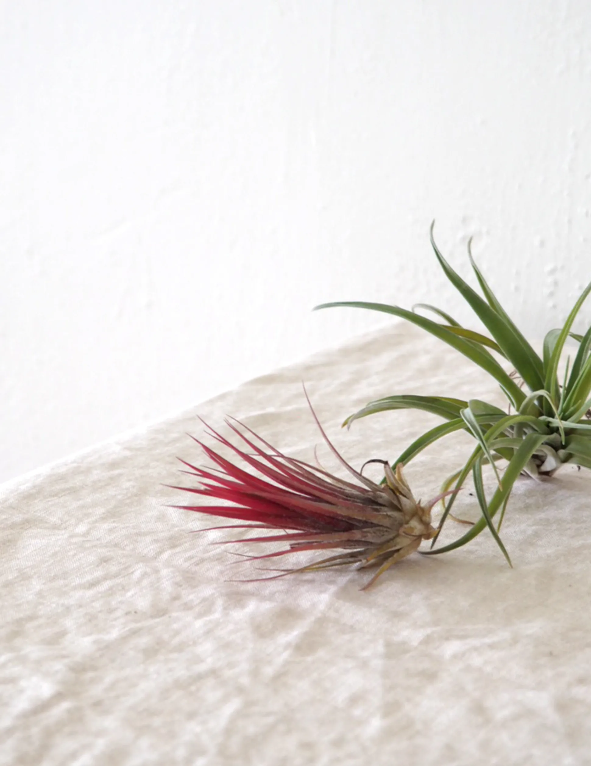 Air plants