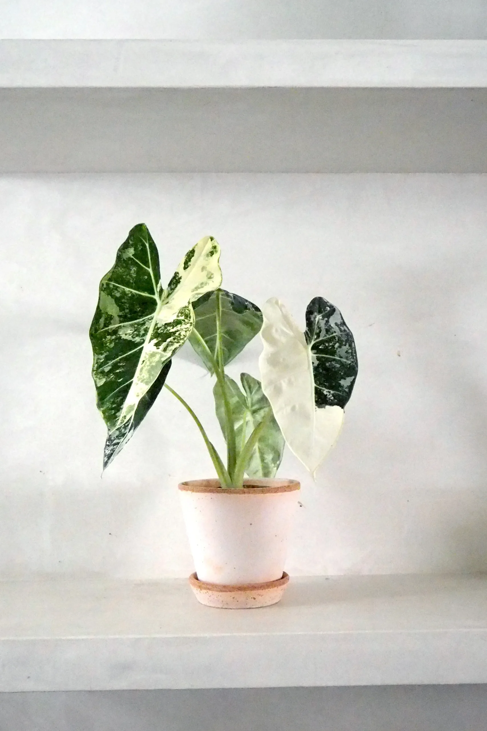 Alocasia frydek variegata