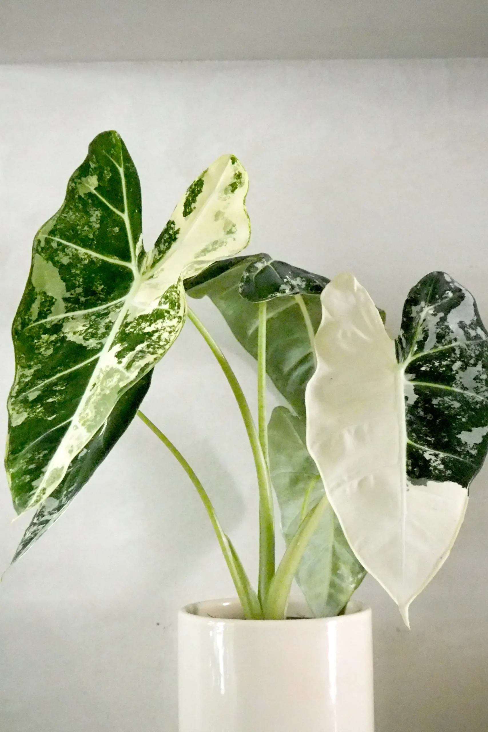 Alocasia frydek variegata