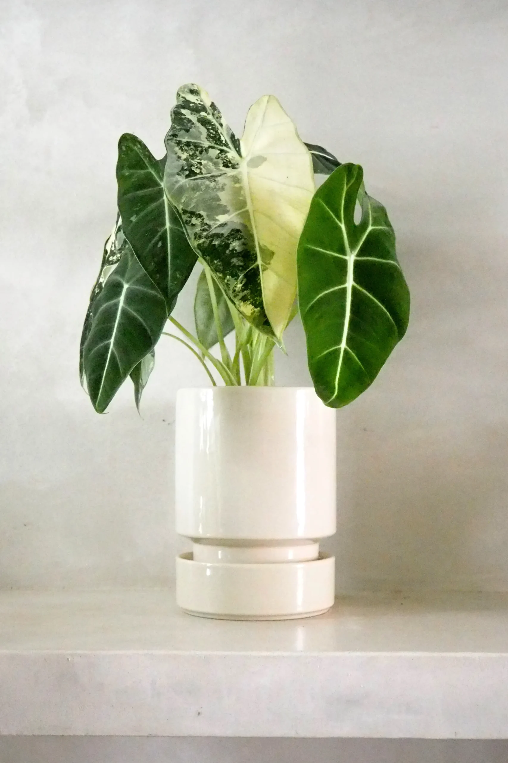 Alocasia frydek variegata