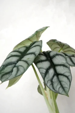 Alocasia Silver Scale