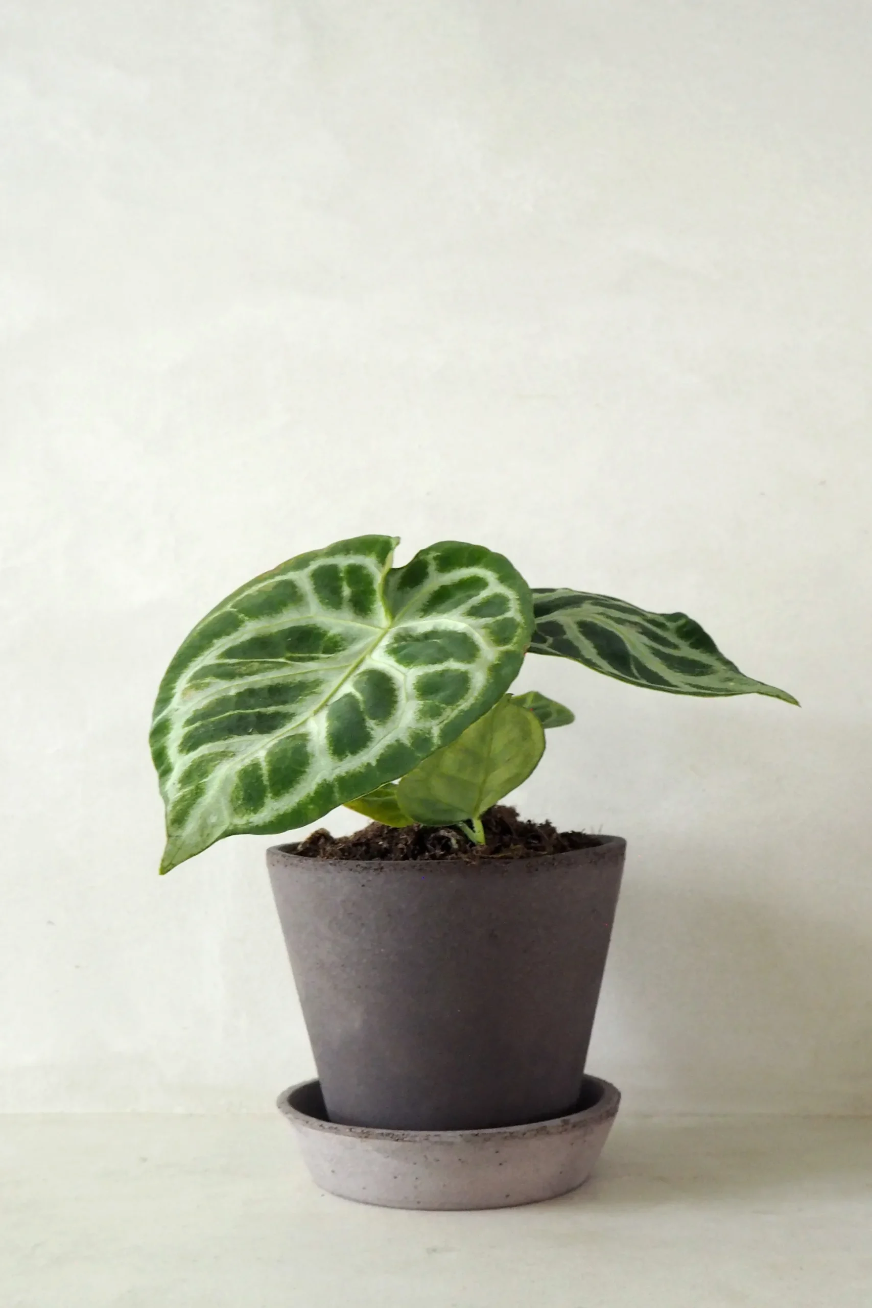 Anthurium silver Blush