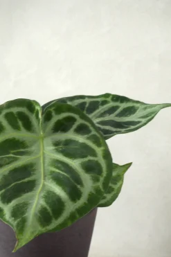 Anthurium silver Blush