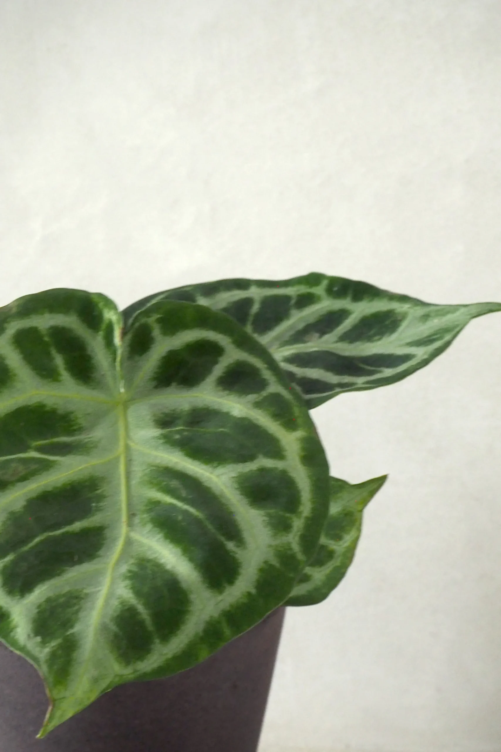 Anthurium silver Blush