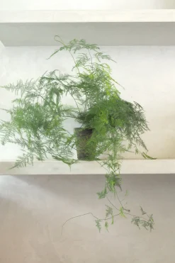 Asparagus Setaceus, medium