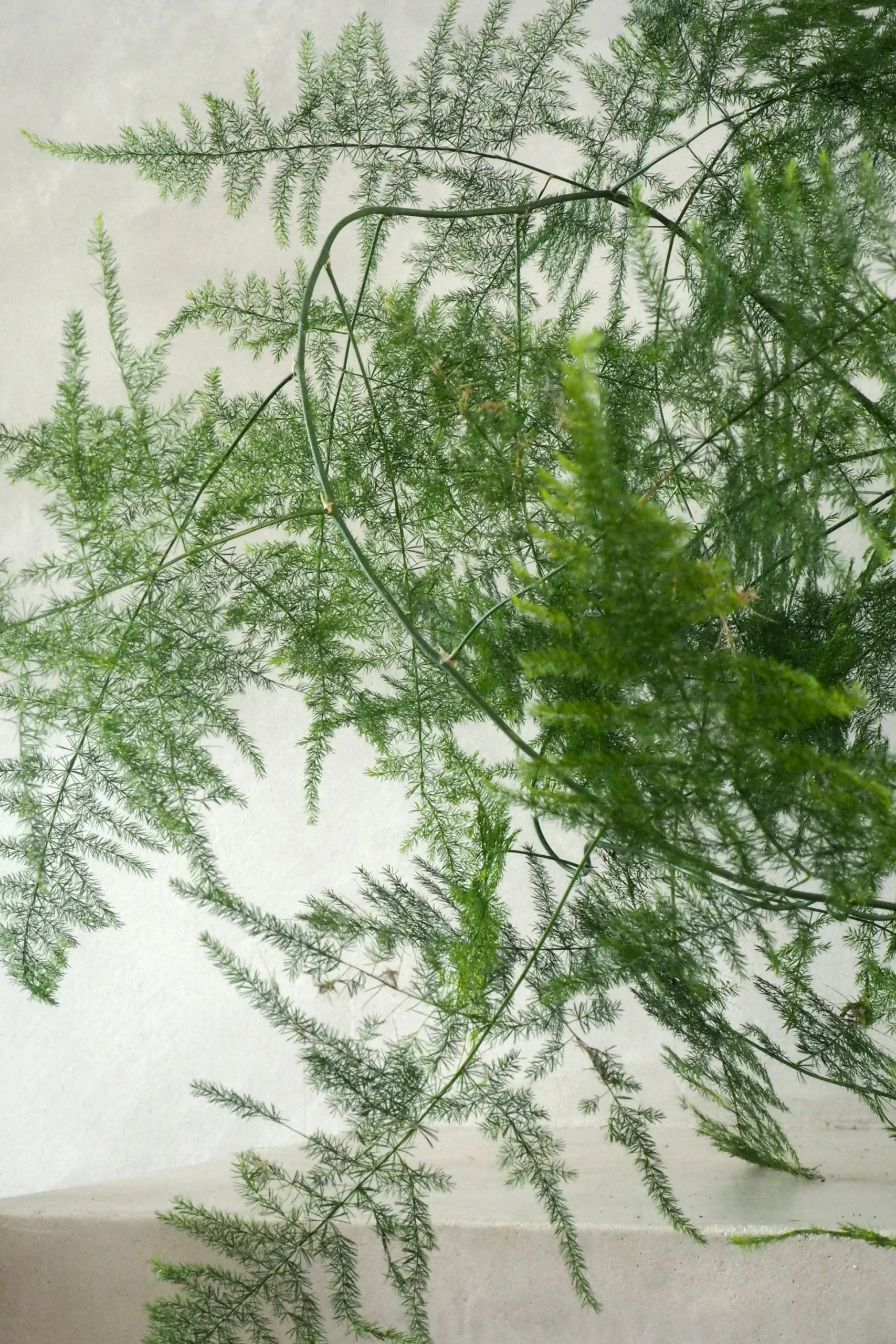 Asparagus Setaceus, medium