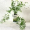Asparagus Sprengerii