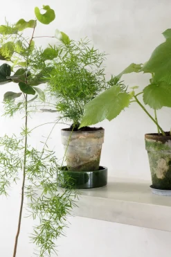 Asparagus Sprengerii