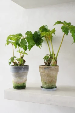 Begonia Carolineifolia, lille