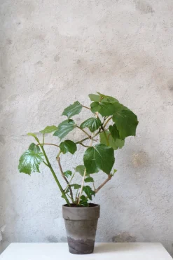 Begonia convolvulacea