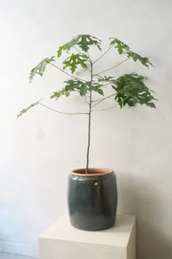 Berit krukken, ø 33, grønblå