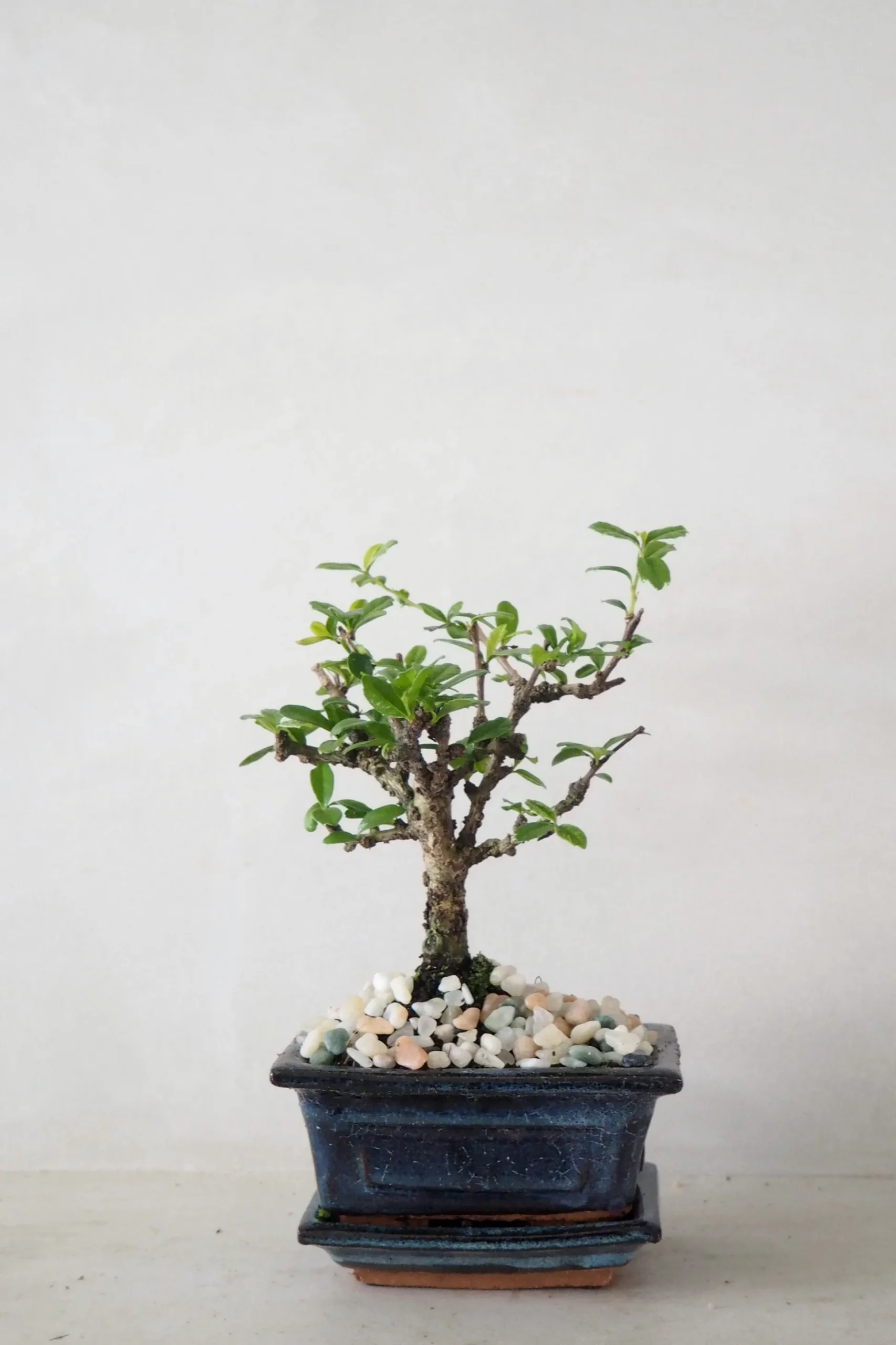Bonsai Carmona, lille