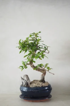 Bonsai Carmona, stor