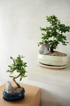 Bonsai Carmona, stor