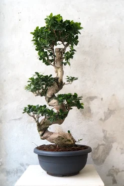 Bonsai Ficus Ginseng, stor
