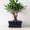Bonsai Ficus, medium II