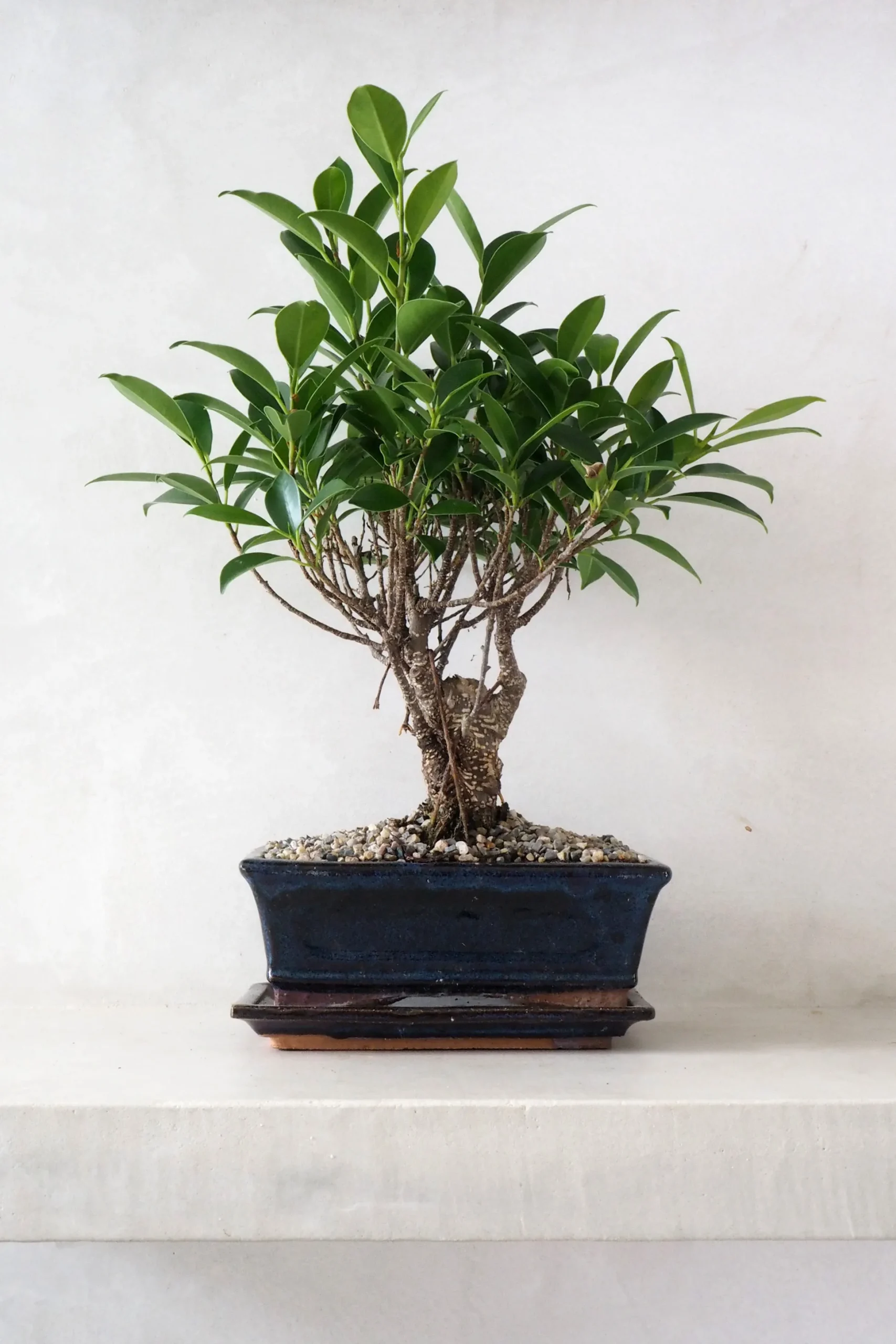 Bonsai Ficus, medium II