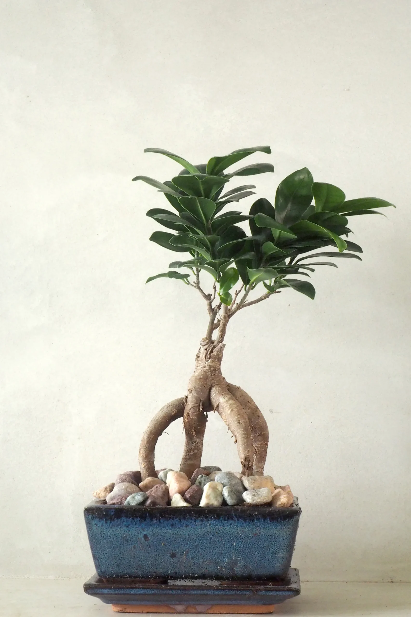Bonsai Ficus, medium II