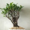 Bonsai Ficus, medium II