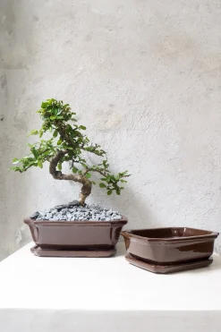 Bonsai krukke