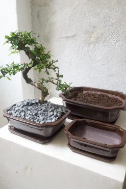 Bonsai krukke