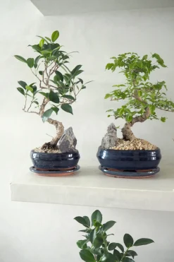 Bonsai ligustrum