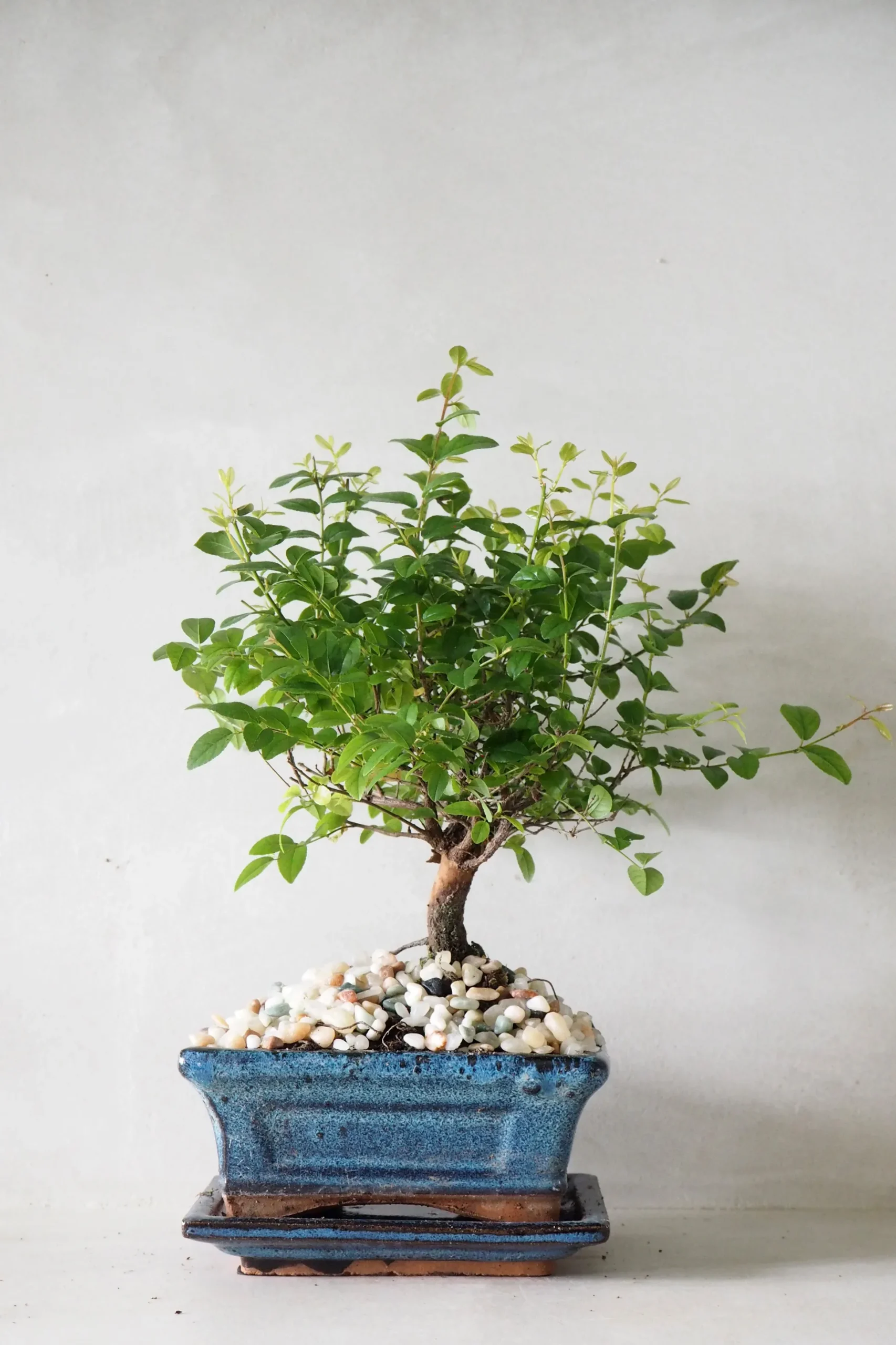 Bonsai Sageretia, medium