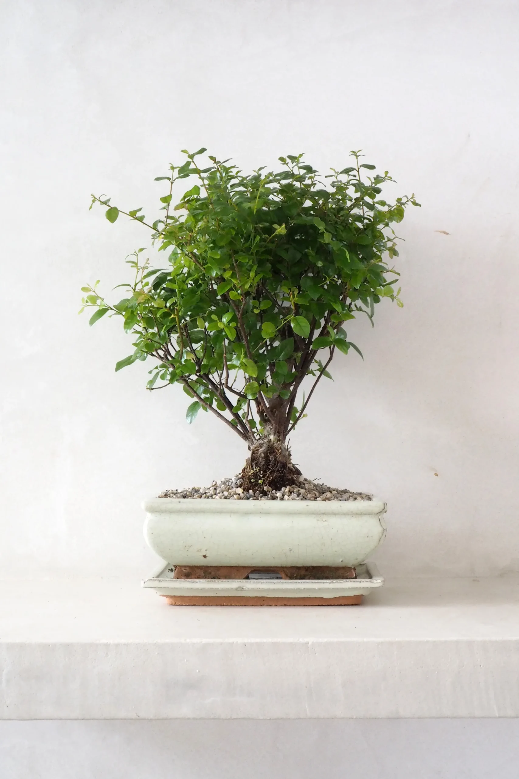 Bonsai Sageretia, medium