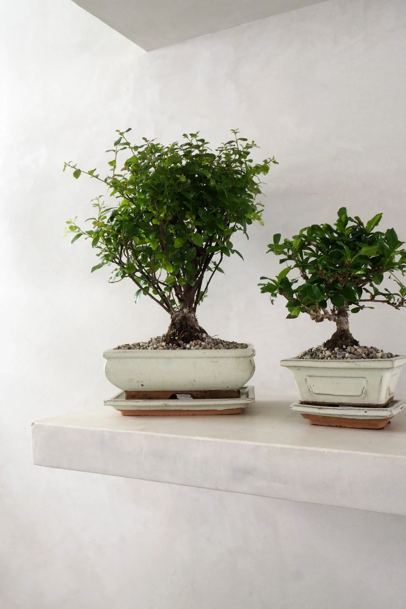 Bonsai Sageretia, medium