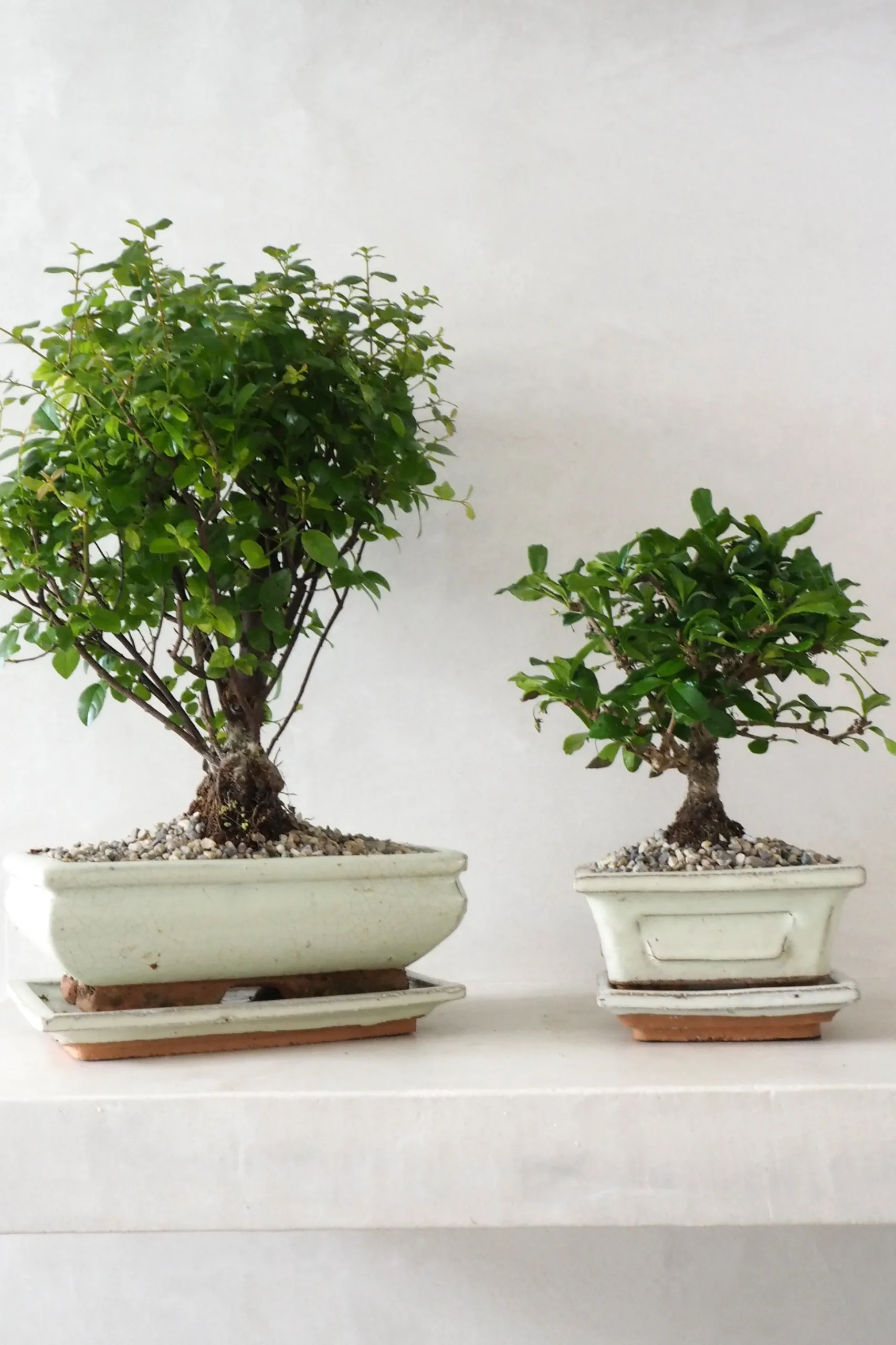 Bonsai Sageretia, medium