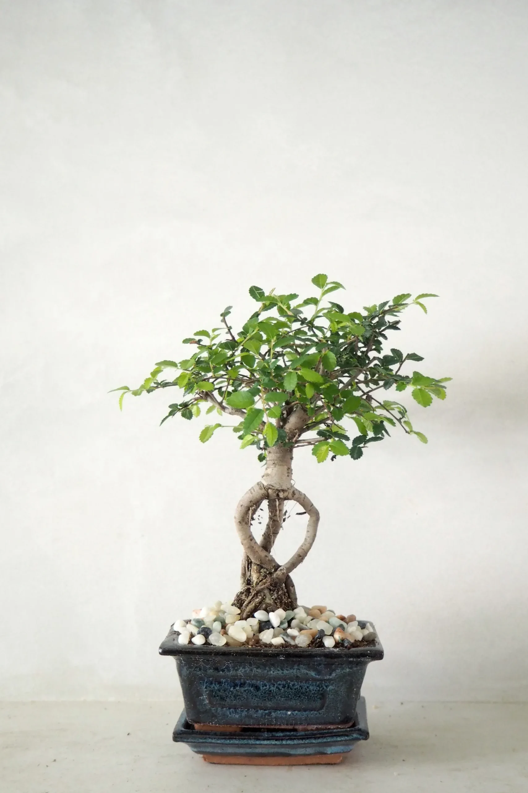 Bonsai Zelkova, lille