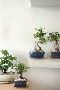 Bonsai Zelkova, lille