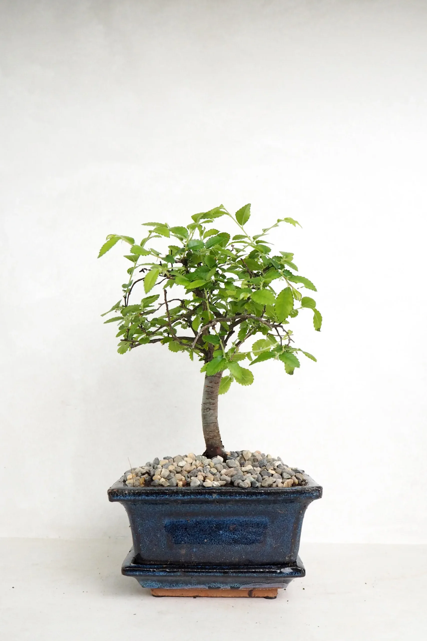 Bonsai Zelkova, lille