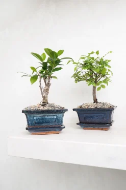 Bonsai Zelkova, lille