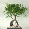 Bonsai Zelkova, medium