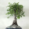 Bonsai Zelkova, medium I