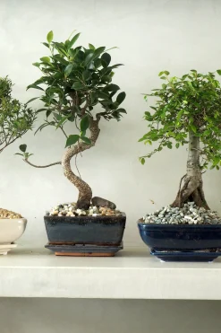 Bonsai Zelkova, medium I