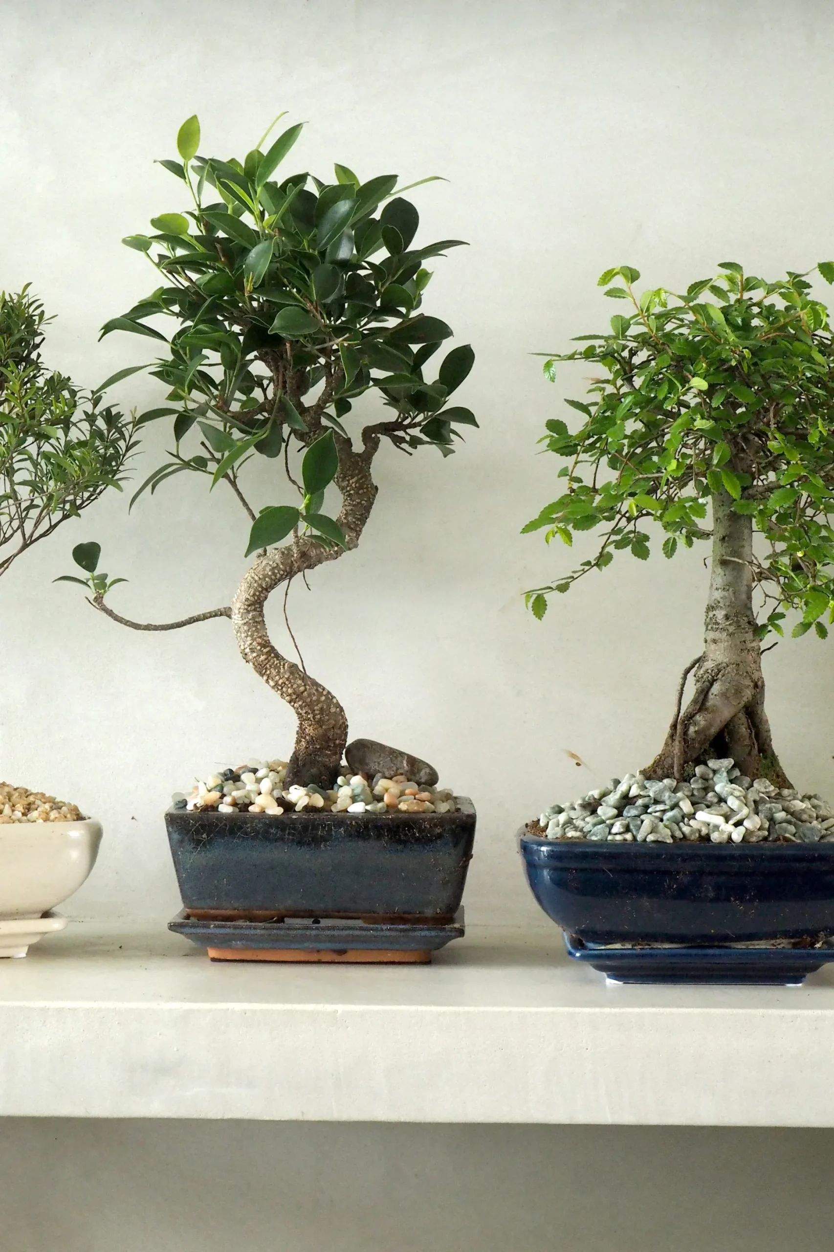 Bonsai Zelkova, medium I