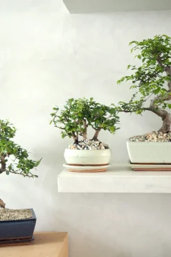 Bonsai Zelkova, stor