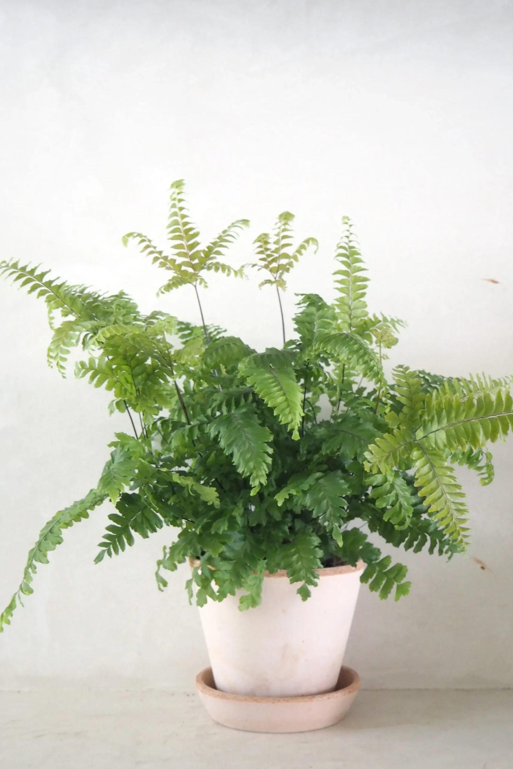 Bronze Venushår bregne