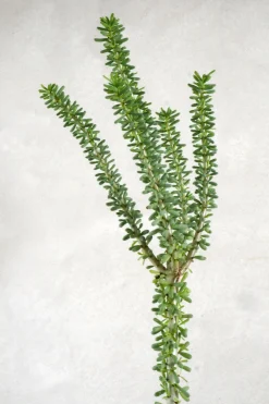 Ceraria Namaquensis