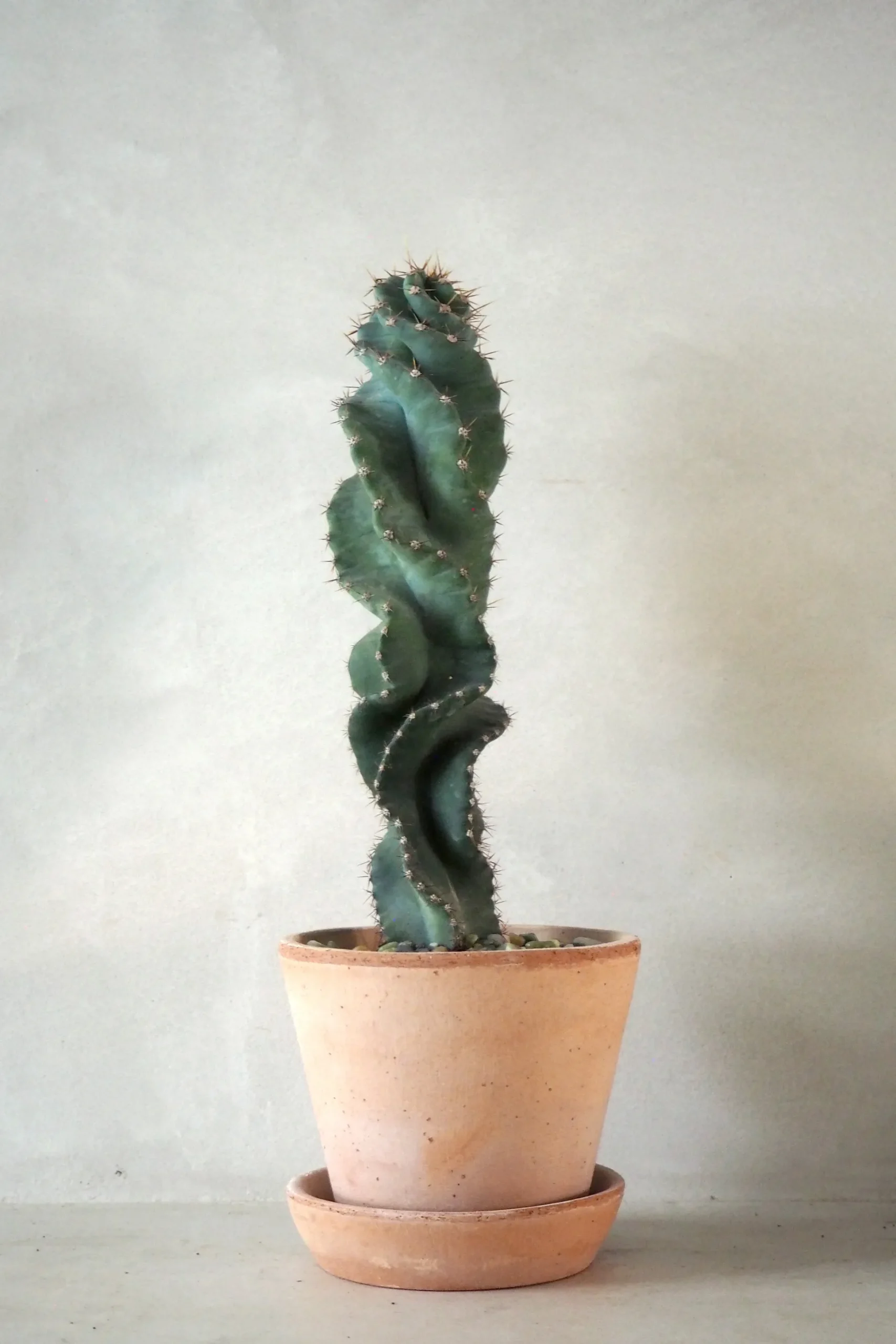 Cerus peruvianus spiralis kaktus