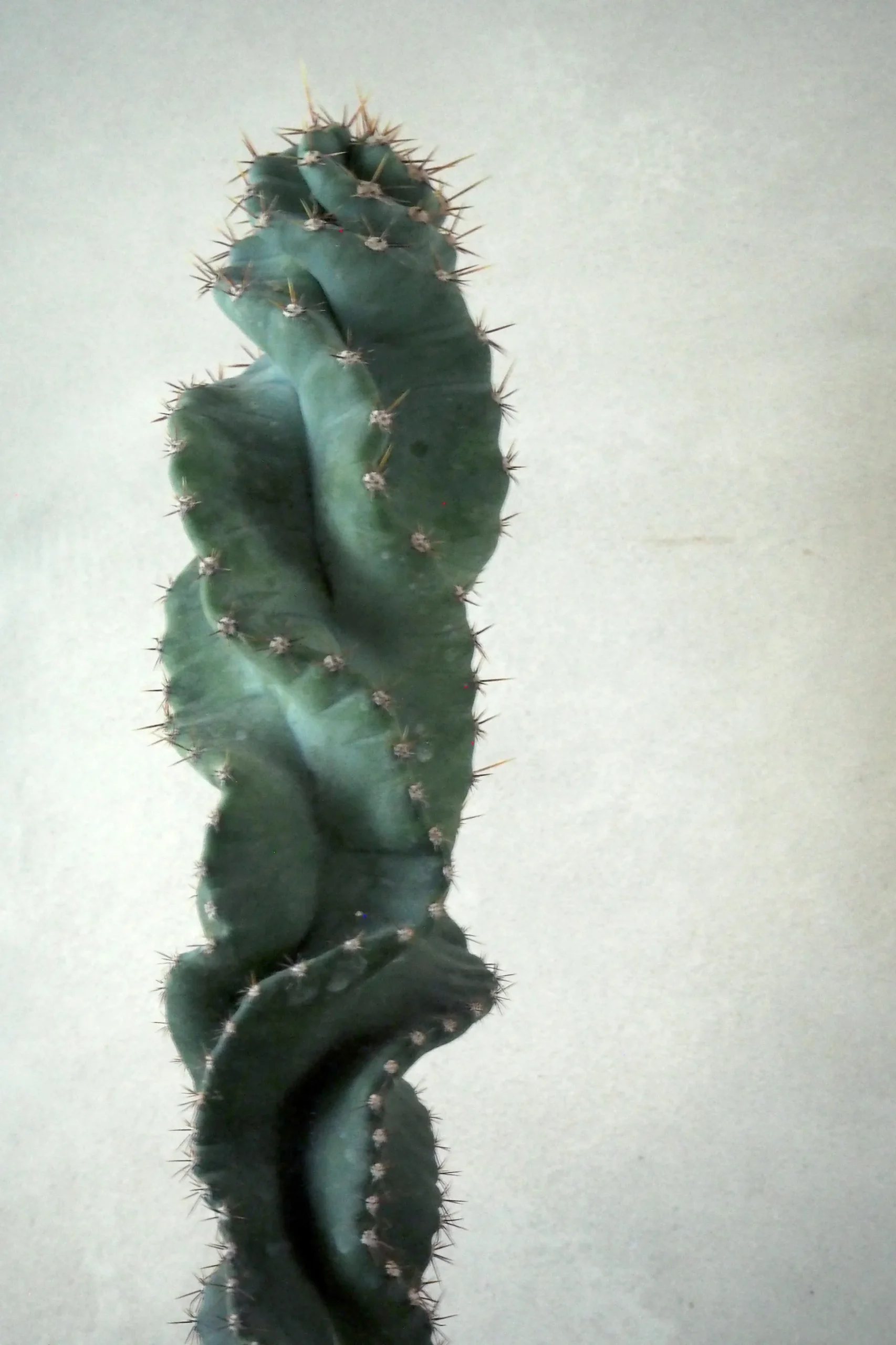 Cerus peruvianus spiralis kaktus