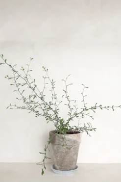 Corokia virgata - Maori Green